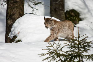 Luchs im Schnee (Quelle: Thomas Seidler)