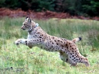 Luchs "Reinhold" bei der Freilassung  Zoo Karlsruhe/Timo Deible